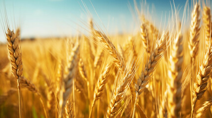 Fototapeta premium Ears of golden wheat close up.Organic farming concept. Ripegolden organic wheat stalk field against blue sky.