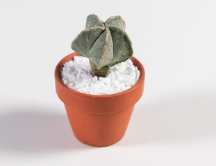 Astrophytum Myriostigma Cactus. Isolated on white background