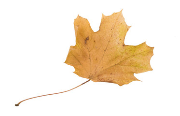 Autumn Leaf. Isolated on white background.