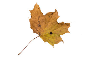 Autumn Leaf. Isolated on white background.