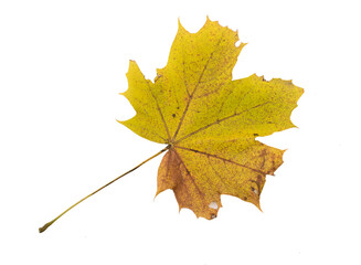 Autumn Leaf. Isolated on white background.