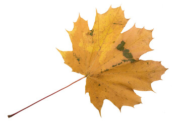 Autumn Leaf. Isolated on white background.