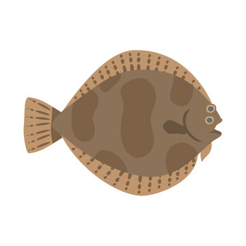 recommend clip art: メイタガレイ（ホンメイタ）。フラットなベクターイラスト。
                    Frog-flounder (finespotted flounder). Flat designed vector illustration.