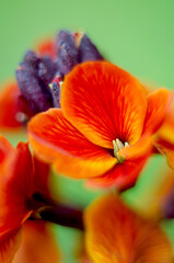 Fototapeta na wymiar A bright cheranthus flowers in a macro photo with a nice background
