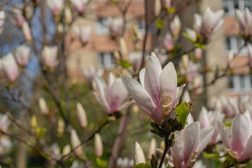 Flowering Magnolia Soulangiana, Spring Pink Flowers