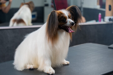 Portrait of Papillon Continental Spaniel dog in grooming salon.