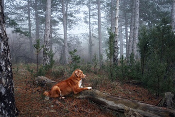 Red dog in a foggy forest. Nova Scotia duck tolling retriever in nature. Hiking with a pet. forest fairy tale