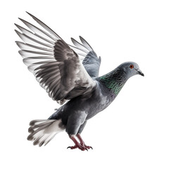 A dove isolated on a transparent png white background
