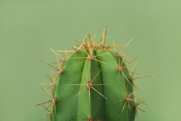 Beautiful green cactus on color background, closeup. Tropical plant