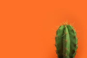 Beautiful green cactus on orange background, space for text. Tropical plant