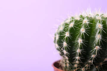 Beautiful green cactus on violet background, closeup with space for text. Tropical plant