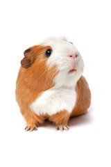 Singlke cute guinea Pig isolated isolated on white background close up