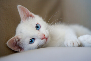 Portrait of a cute white kitten with blue eyes close up looking into camera 