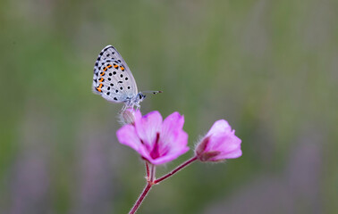 Fototapeta na wymiar Bavius Blue butterfly (Rubrapterus bavius) on flower