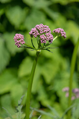 Pink Valerian  flowers in the garden, Valeriana officiales, close up and green background   