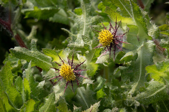 Fresh blooming yellow St. Benedict's thistle close up outdoors 