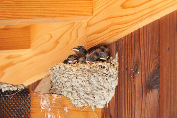 Swallows' nests in early summer, chicks begging for food fed by their parents.