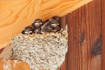 Swallows' nests in early summer, chicks begging for food fed by their parents.