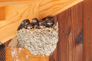 Swallows' nests in early summer, chicks begging for food fed by their parents.