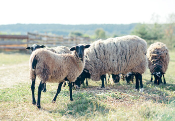 Sheep farm . feeding sheep