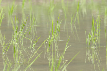 Rice paddies in early summer, rice seedlings swaying in the wind, waves