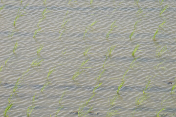 Rice paddies in early summer, rice seedlings swaying in the wind, waves