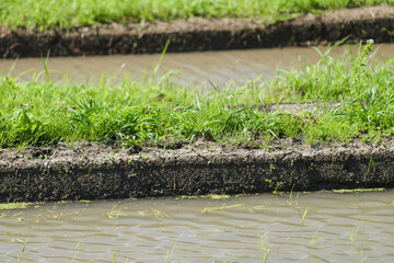 Rice paddies in early summer, rice seedlings swaying in the wind, waves	