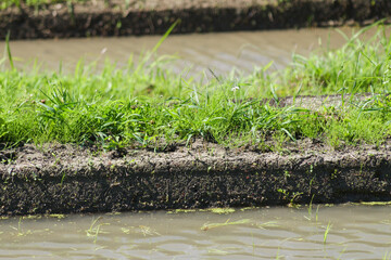 Rice paddies in early summer, rice seedlings swaying in the wind, waves	