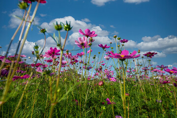 Cosmos ​(Mexican Aster) spring flower pink field / colorful cosmos blooming in the beautiful garden flowers on hill landscape mountain and summer blue sky background