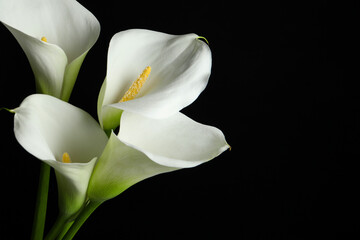 Naklejka na ściany i meble Beautiful calla lily flowers on black background, closeup. Space for text