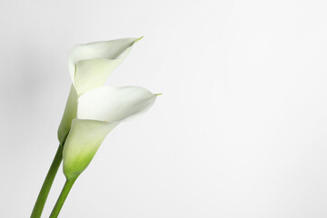 Beautiful calla lily flowers on white background. Space for text - Powered by Adobe