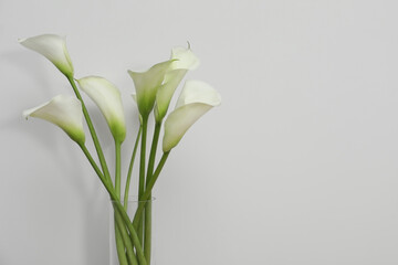 Beautiful calla lily flowers in glass vase on white background. Space for text