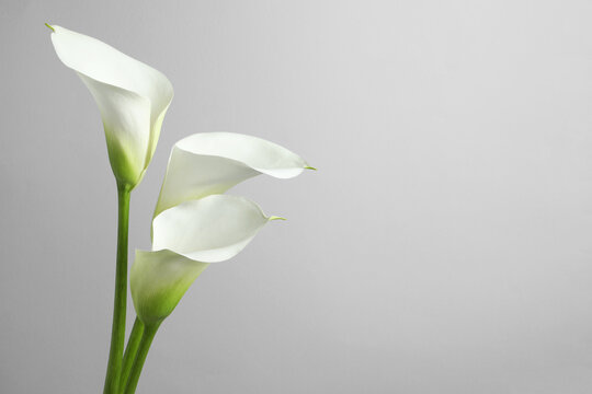 Beautiful calla lily flowers on white background. Space for text