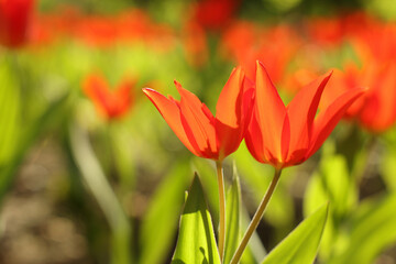 Naklejka premium Beautiful red tulips growing outdoors on sunny day, closeup