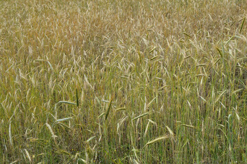 Agricultural landscape with farm wheat plantation
