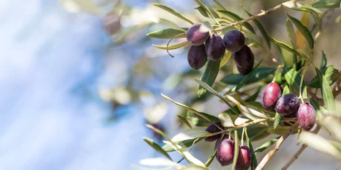 Fototapeten Closeup view photography of organic olive trees with ripening olives at sunny blue sky background © Алина Битта