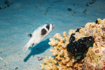 Masked Puffer (Arothron Diadematus), Red Sea, Egypt © t_o_m_o