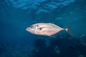 Fototapeta premium Yellowspotted Trevally (Carangoides Fulvoguttatus), Red Sea, Egypt