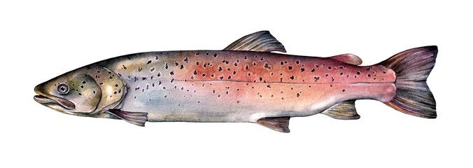 Watercolor Huchen or Danube salmon or redfish (Hucho hucho). Hand drawn fish illustration isolated on white background.