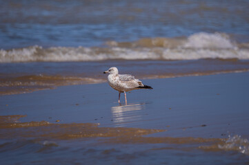 Seagull in water