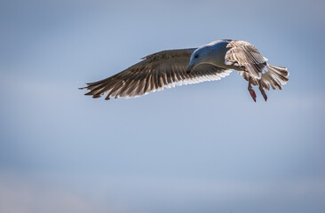 Seagull in flight