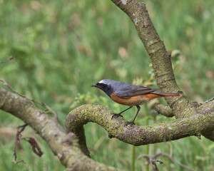 Male Common Redstart perched on a branch.