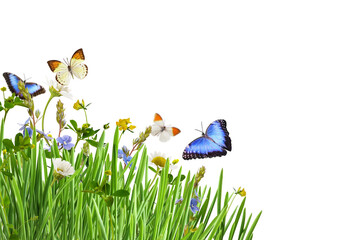 Green grass and wild flowers with colorful butterflies in a corner arrangement isolated on white or...