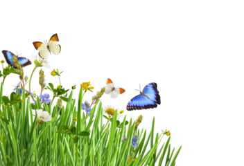 Green grass and wild flowers with colorful butterflies in a corner arrangement isolated on white or transparent background