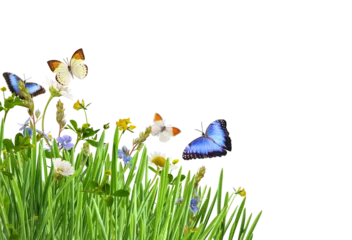 Green grass and wild flowers with colorful butterflies in a corner arrangement isolated on white or transparent background © Ortis