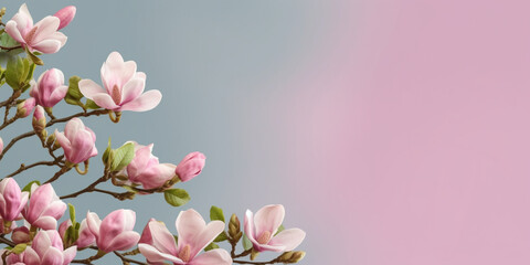 Magnolia nature pink flower for natural ingredient skin care & cosmetic, copy space background, Generative AI