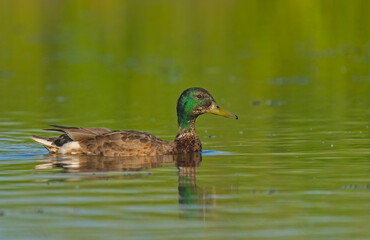 Wild duck. Mallard (Anas platyrhynchos) on the water.
