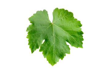 Single fresh green grape leaf isolated on transparent background , PNG file.