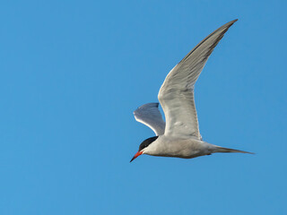 Common Tern (Sterna hirundo) in flight. Bird in flight.