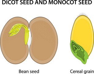 Dicot seed and Monocot seed: similarities and differences.